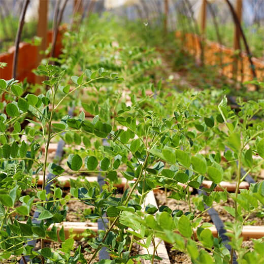 純北海道産カンゾウ